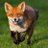 dispatch_fox