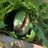 garden_donkey