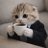 gatosabidobr