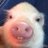 gaylittlepiglet