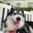 god_of_pupcups