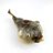 grizzlewdg2