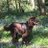 hound_al