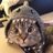 ilycatwtf