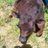 jerseyhillranch