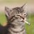 kitten_beloved