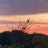 latebird1