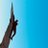 neel011