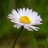 nonotthatdaisy