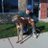 pappjo