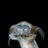 spiderplant_s