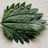 stinkingnettle