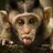 todd_tman62
