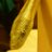tweetingboa